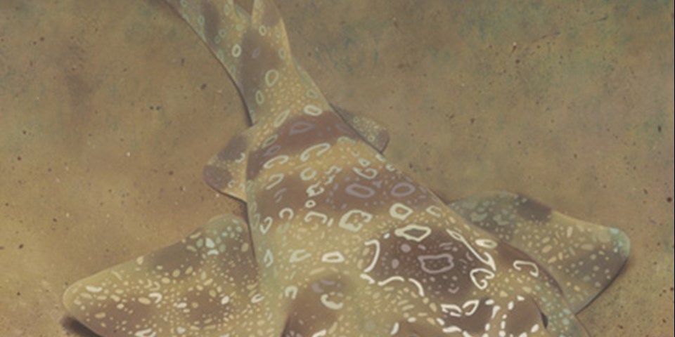 Spotted Wobbegong Shark clipart #1, Download drawings