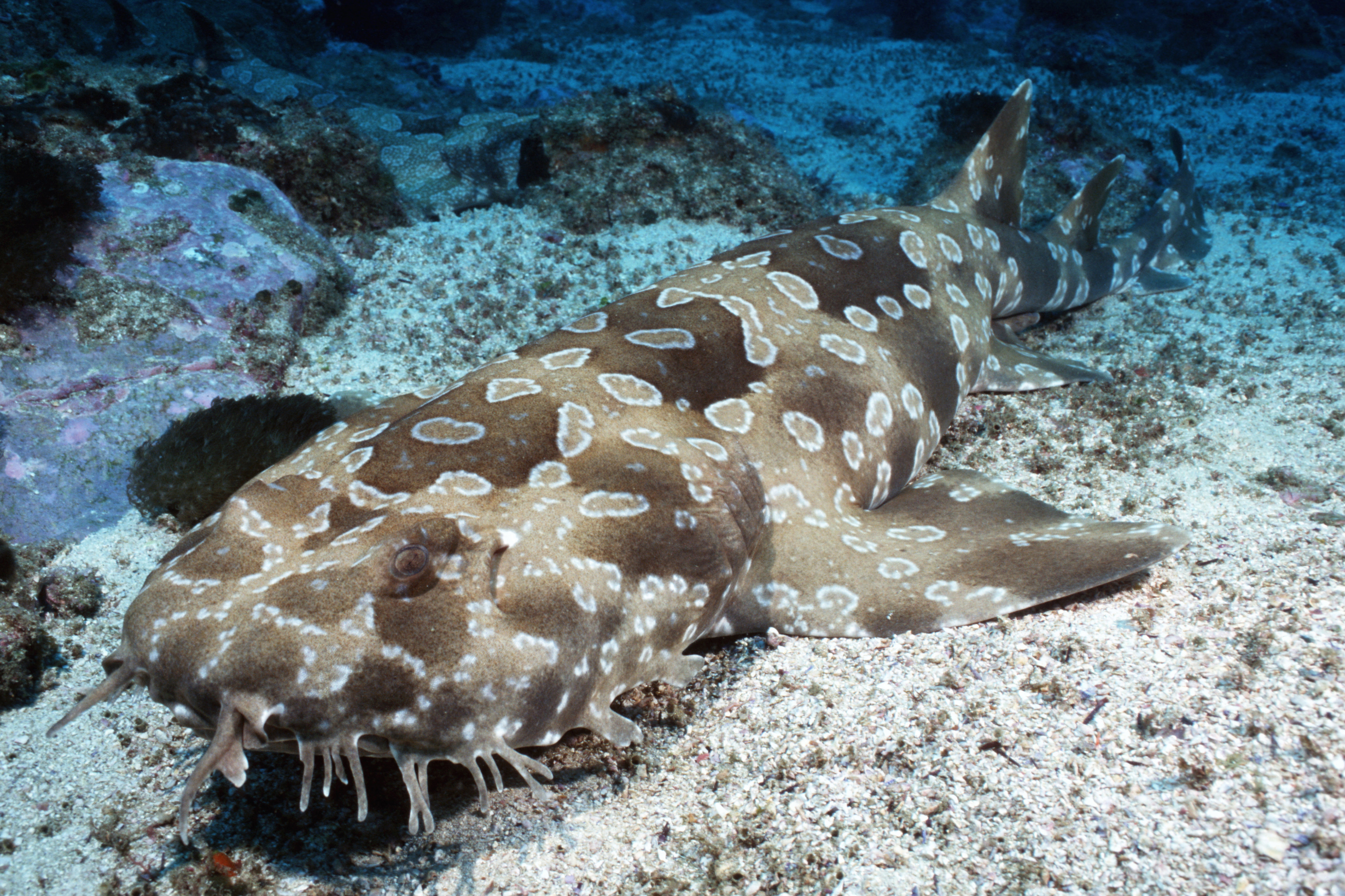 Spotted Wobbegong Shark clipart #3, Download drawings