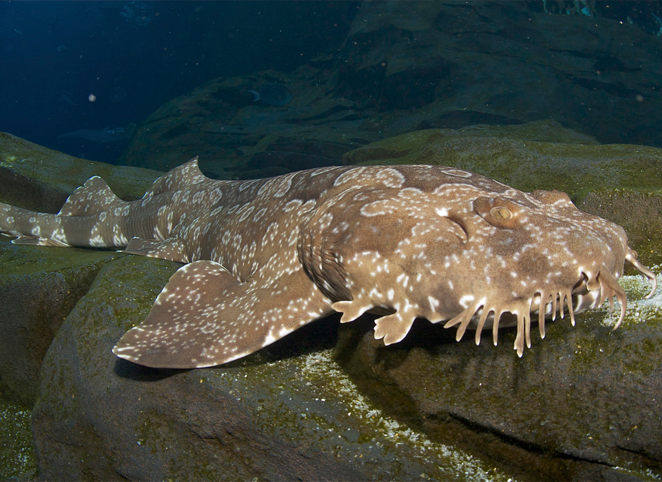 Spotted Wobbegong Shark clipart #2, Download drawings