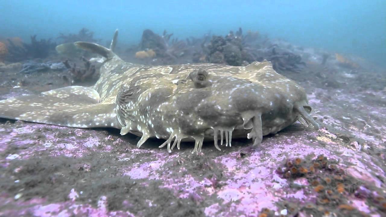 Spotted Wobbegong Shark coloring #10, Download drawings