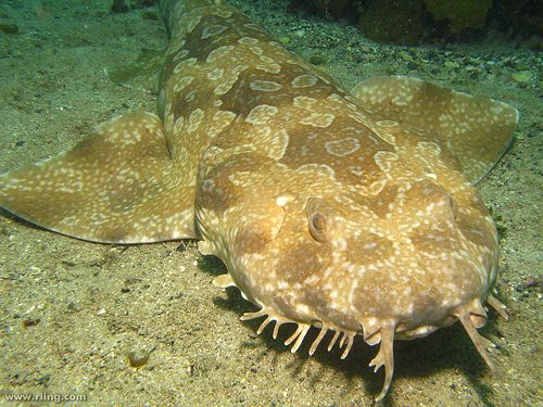 Spotted Wobbegong Shark coloring #9, Download drawings