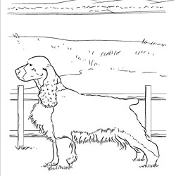 Springer Spaniel coloring #3, Download drawings