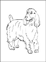 Springer Spaniel coloring #8, Download drawings