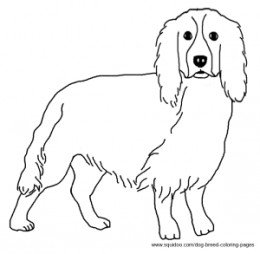 Springer Spaniel coloring #2, Download drawings