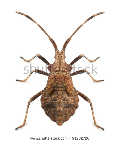 Squash Bug clipart #1, Download drawings