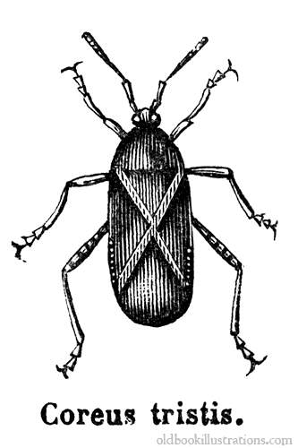 Squash Bug clipart #3, Download drawings