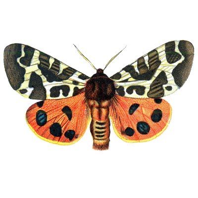 Squeaking Silk Moth clipart #6, Download drawings