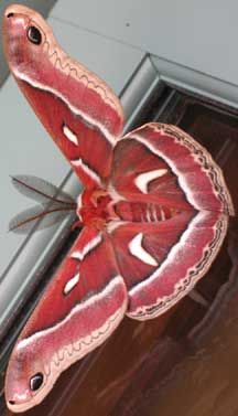 Squeaking Silk Moth coloring #11, Download drawings