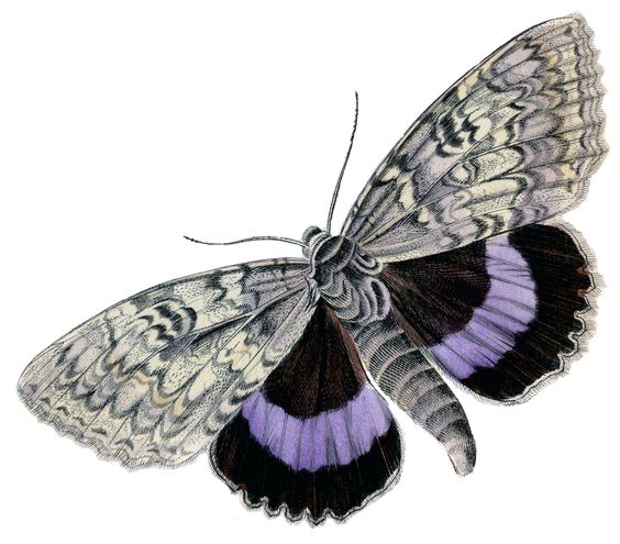 Squeaking Silk Moth svg #5, Download drawings