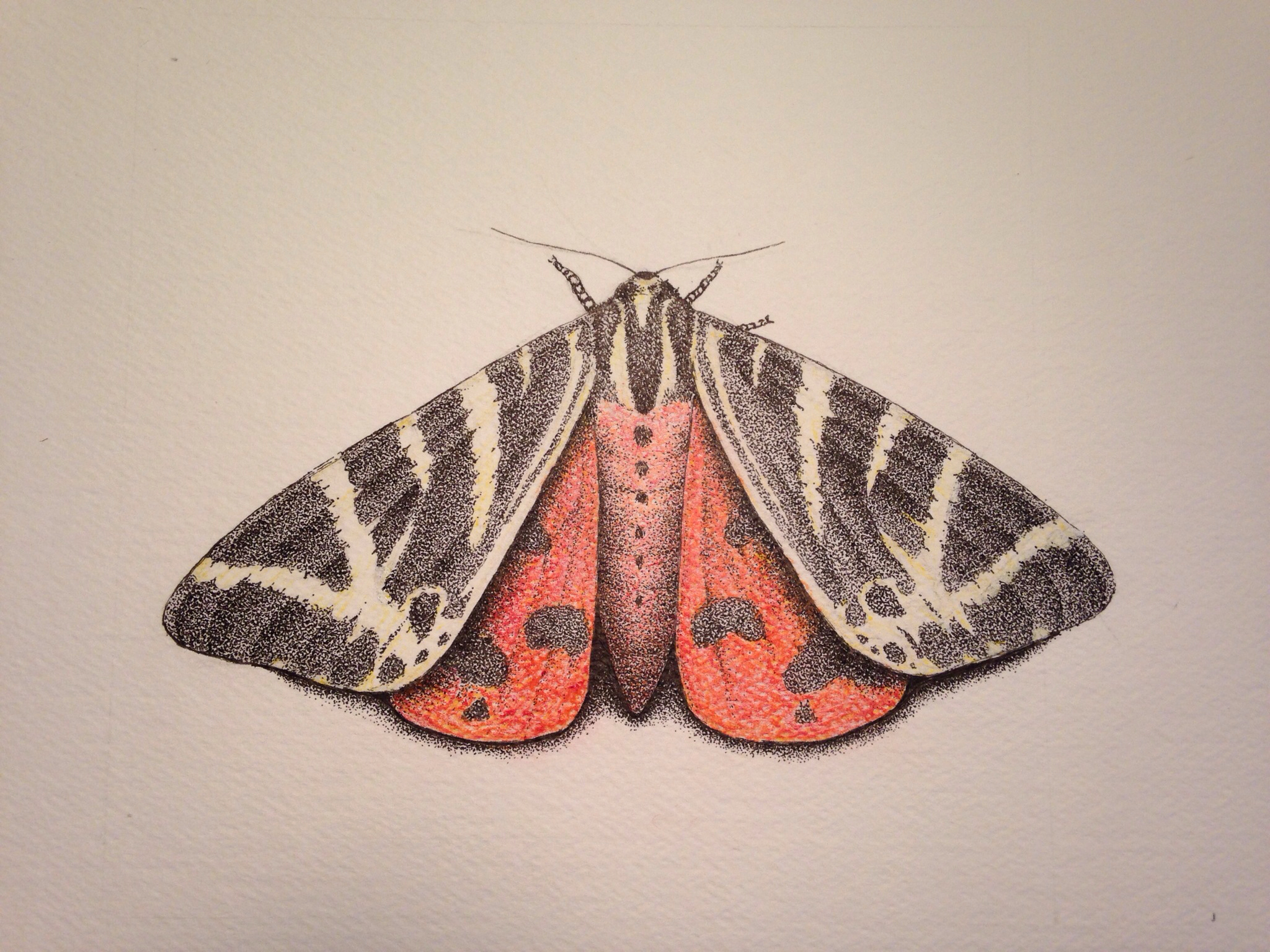 Squeaking Silk Moth svg #3, Download drawings