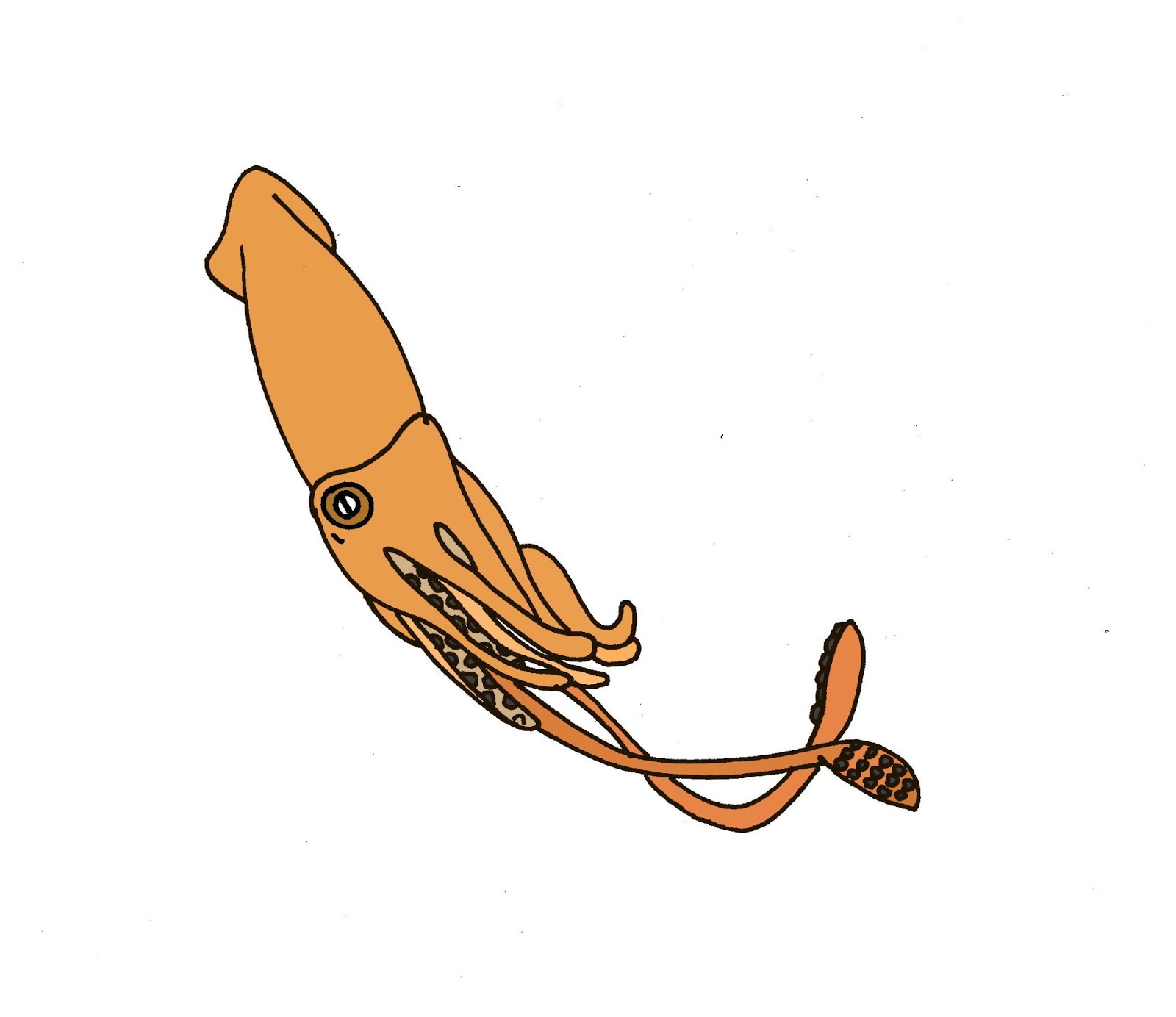 Squid clipart #2, Download drawings