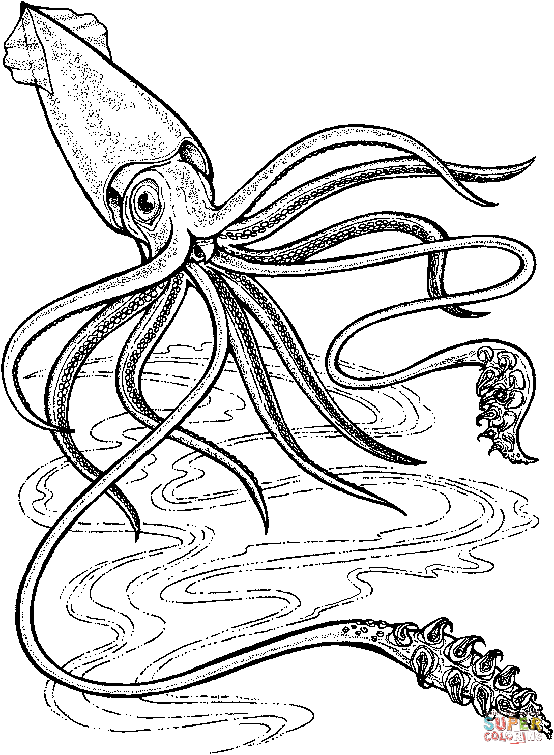 Squid coloring #11, Download drawings