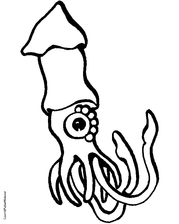 Squid coloring #14, Download drawings