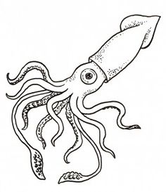 Squid coloring #9, Download drawings