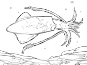 Squid coloring #5, Download drawings