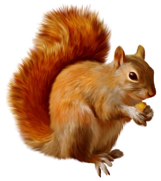 Squirrel clipart #6, Download drawings
