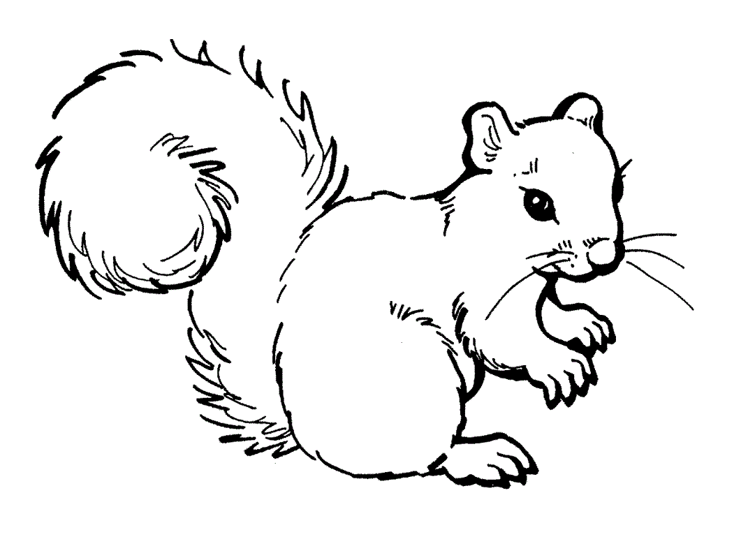 Squirrel coloring #19, Download drawings