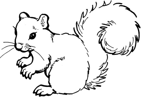 Squirrel coloring #9, Download drawings