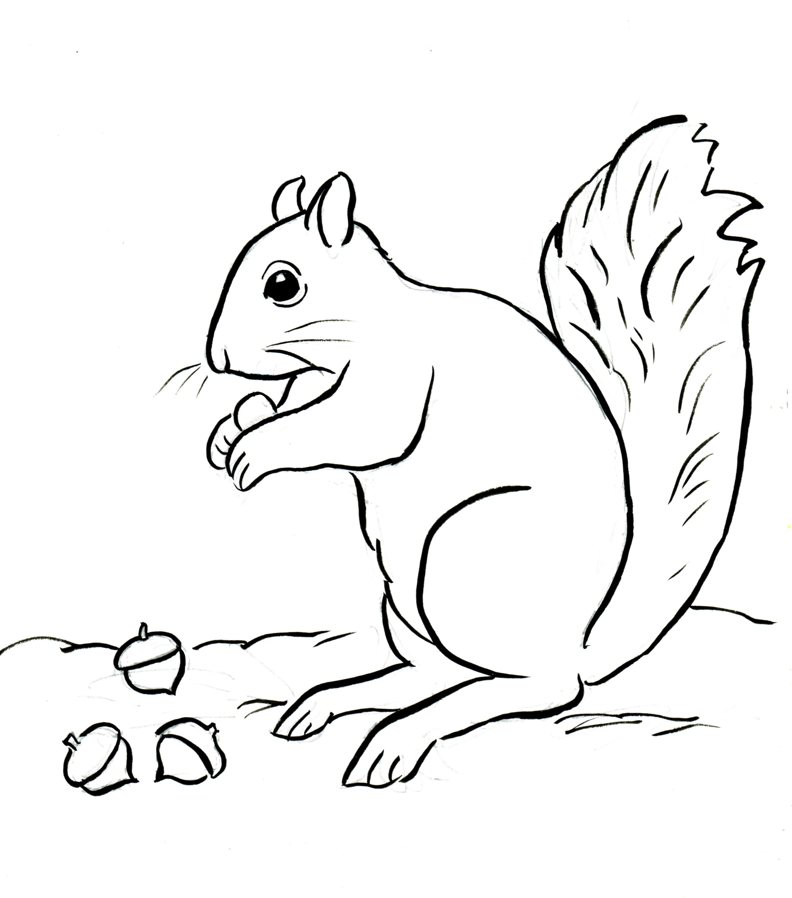 Squirrel coloring #3, Download drawings
