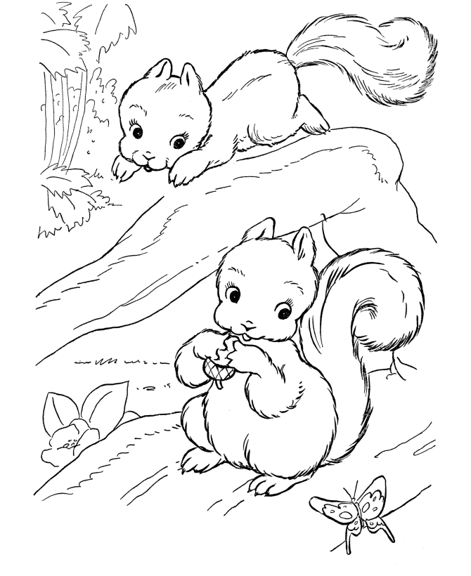 Squirrel coloring #12, Download drawings