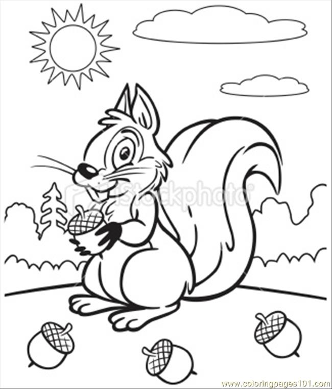 Squirrel coloring #2, Download drawings