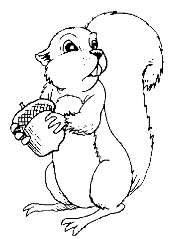 Squirrel coloring #1, Download drawings