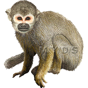 Squirrel Monkey clipart #6, Download drawings