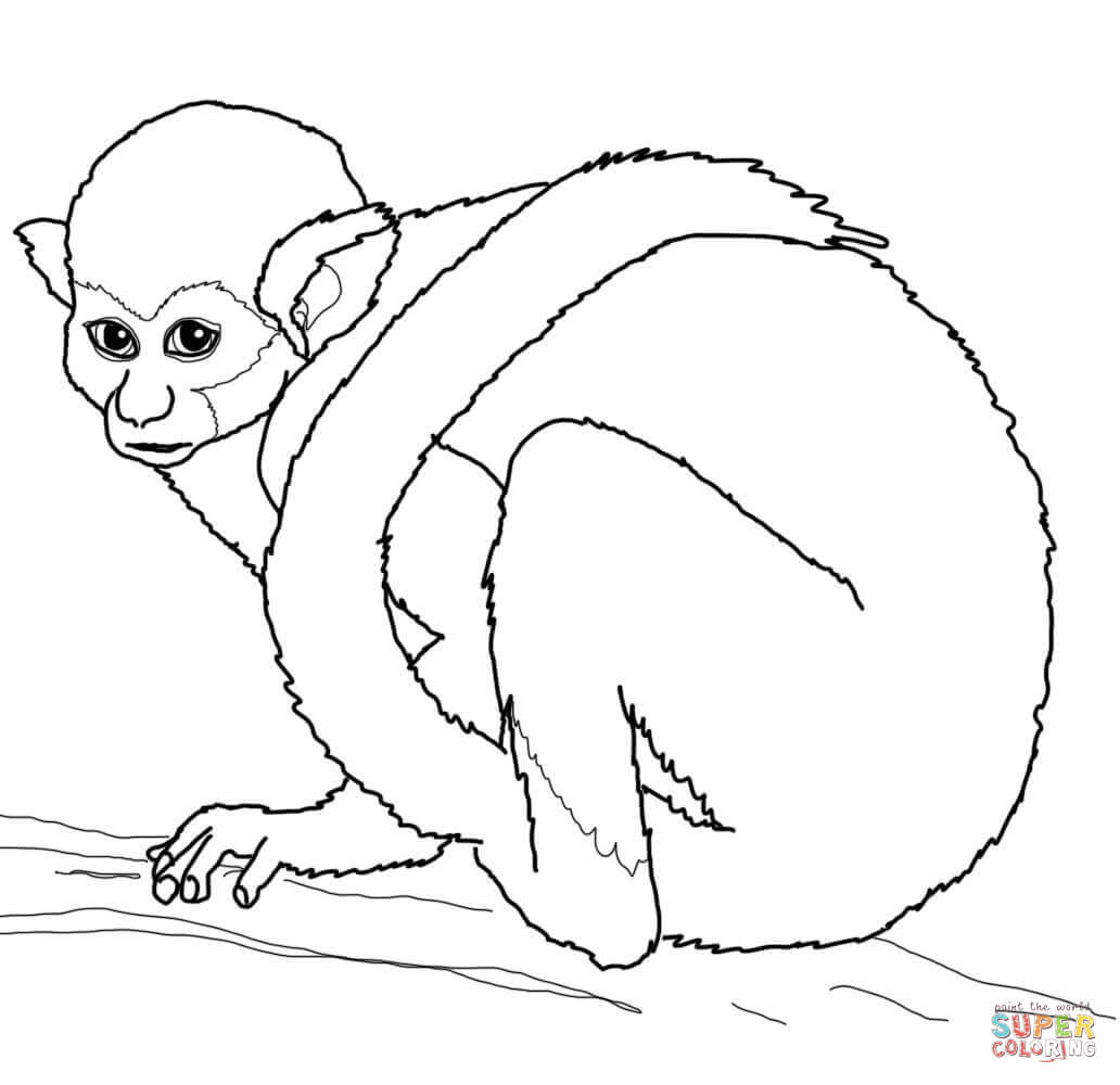 Squirrel Monkey coloring #18, Download drawings