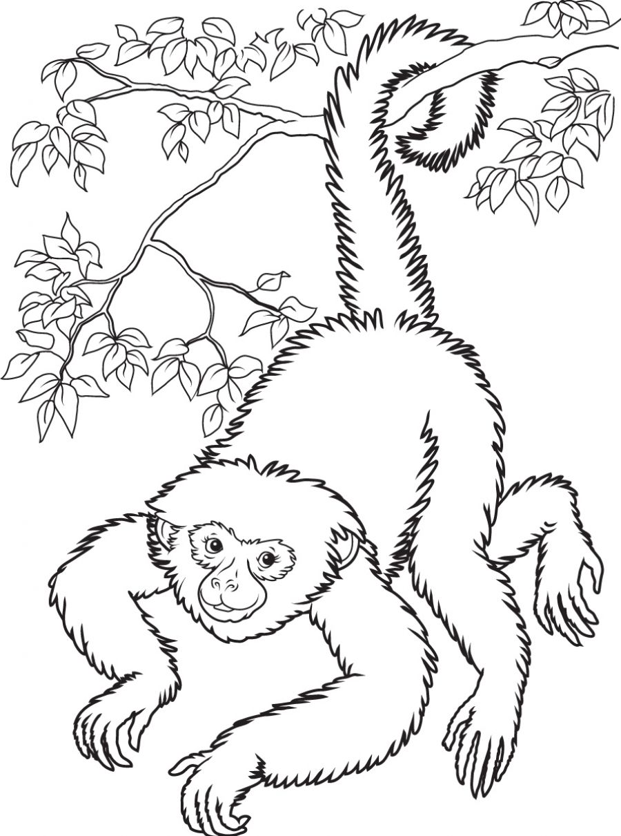 Squirrel Monkey coloring #19, Download drawings