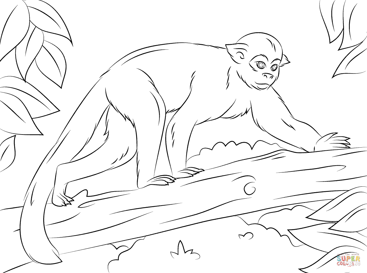 Squirrel Monkey coloring #13, Download drawings