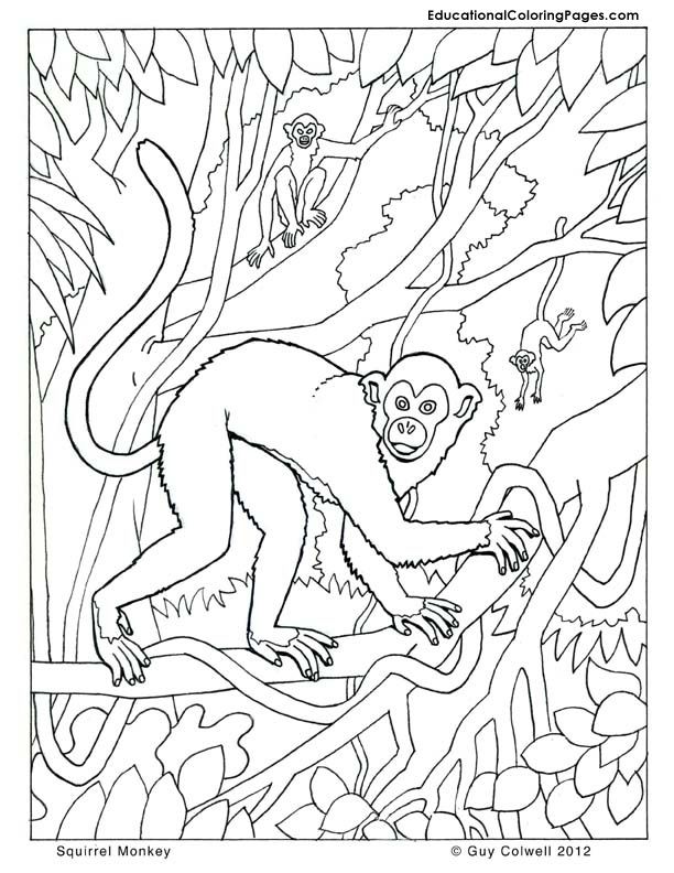 Squirrel Monkey coloring #17, Download drawings