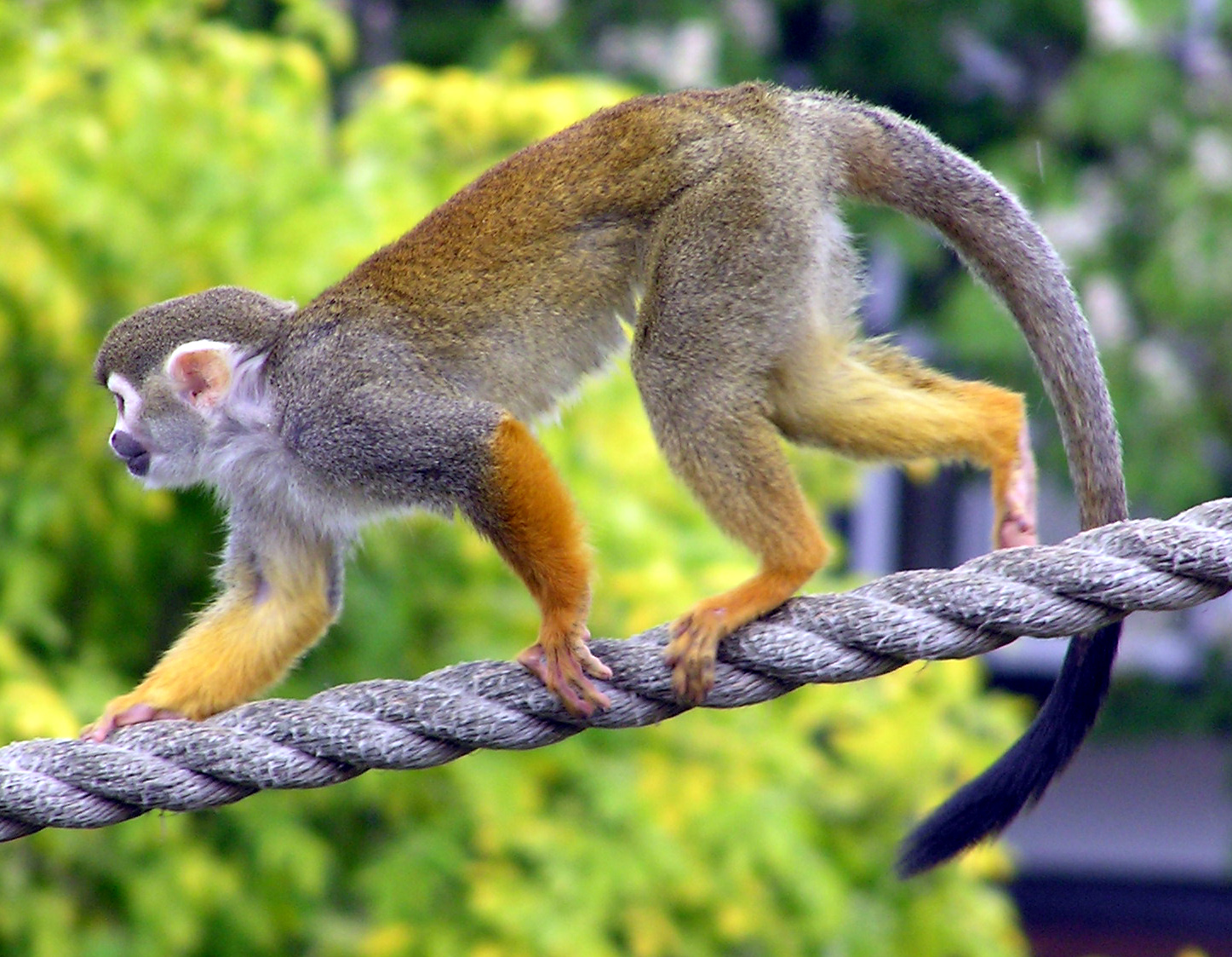 Squirrel Monkey svg #6, Download drawings