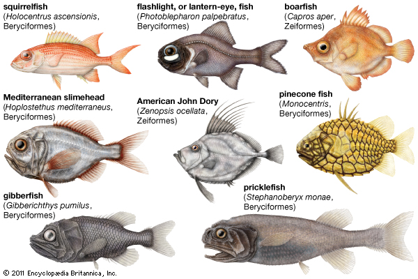 Squirrelfish clipart #16, Download drawings