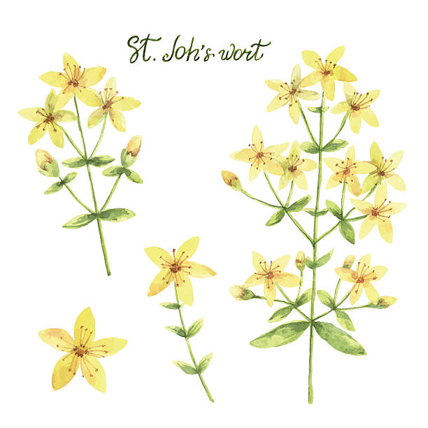 St John's Wort clipart #12, Download drawings
