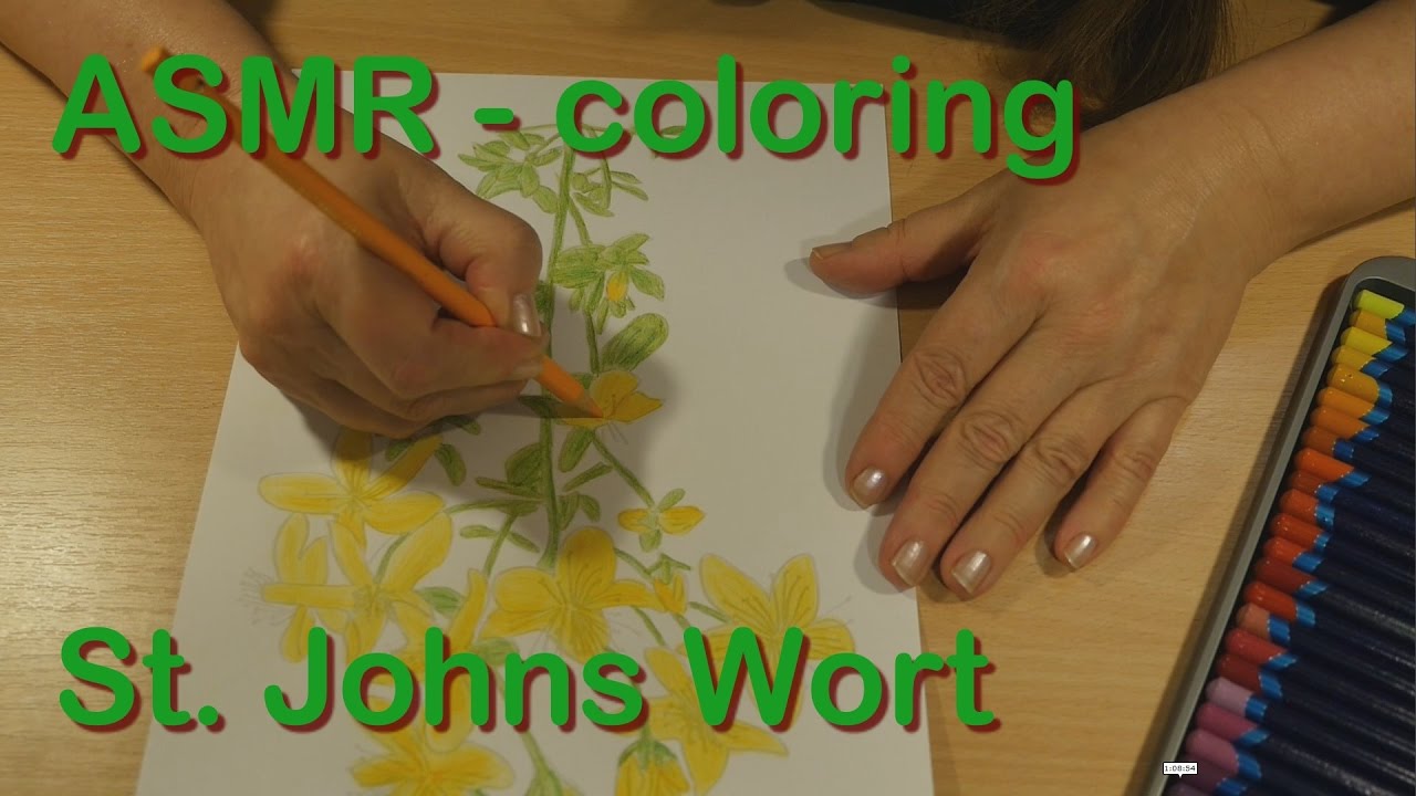 St John's Wort coloring #7, Download drawings