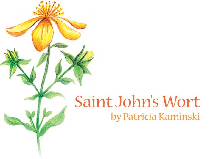 St John's Wort coloring #9, Download drawings