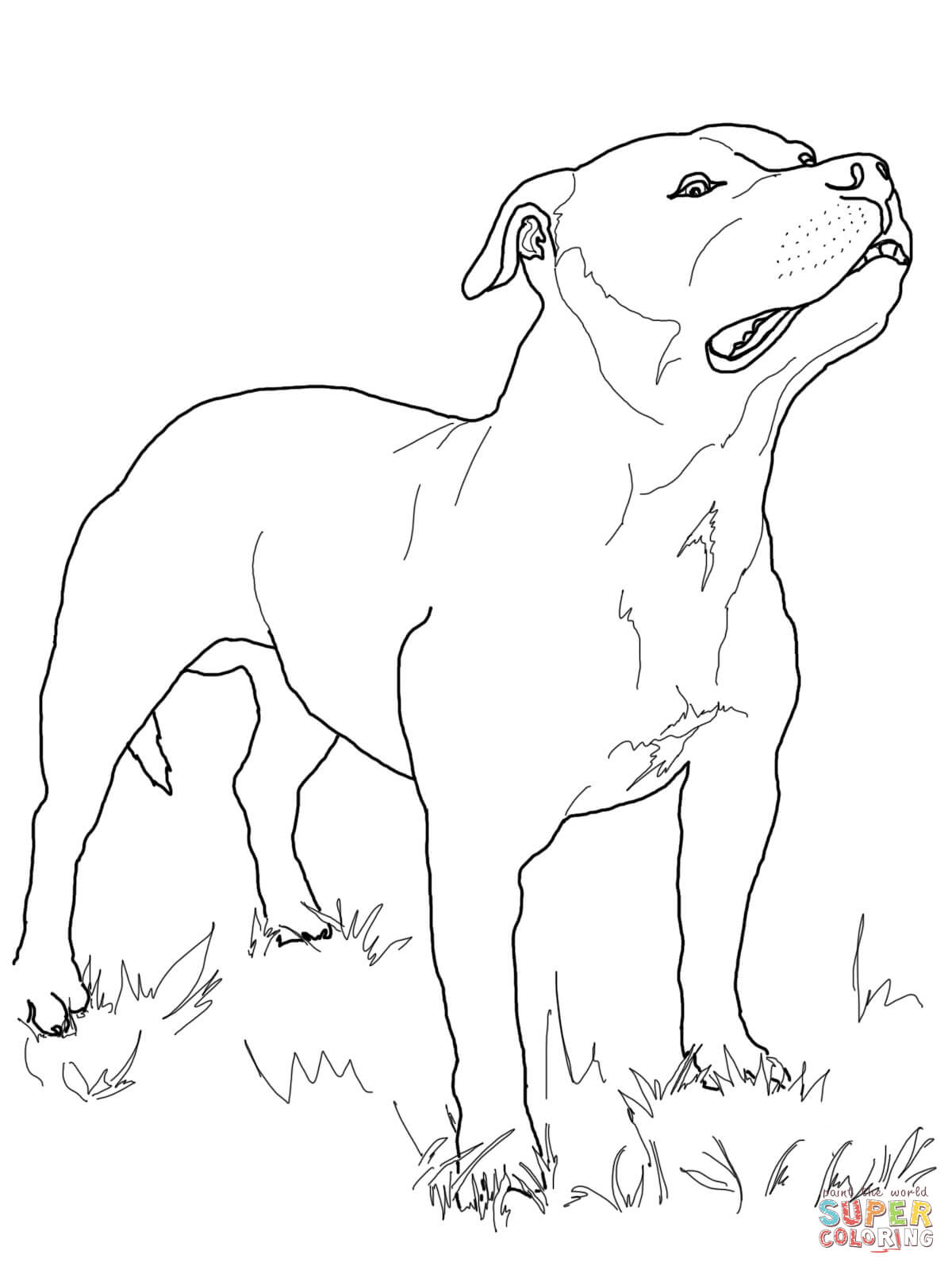 Staffordshire Bull Terrier coloring #8, Download drawings