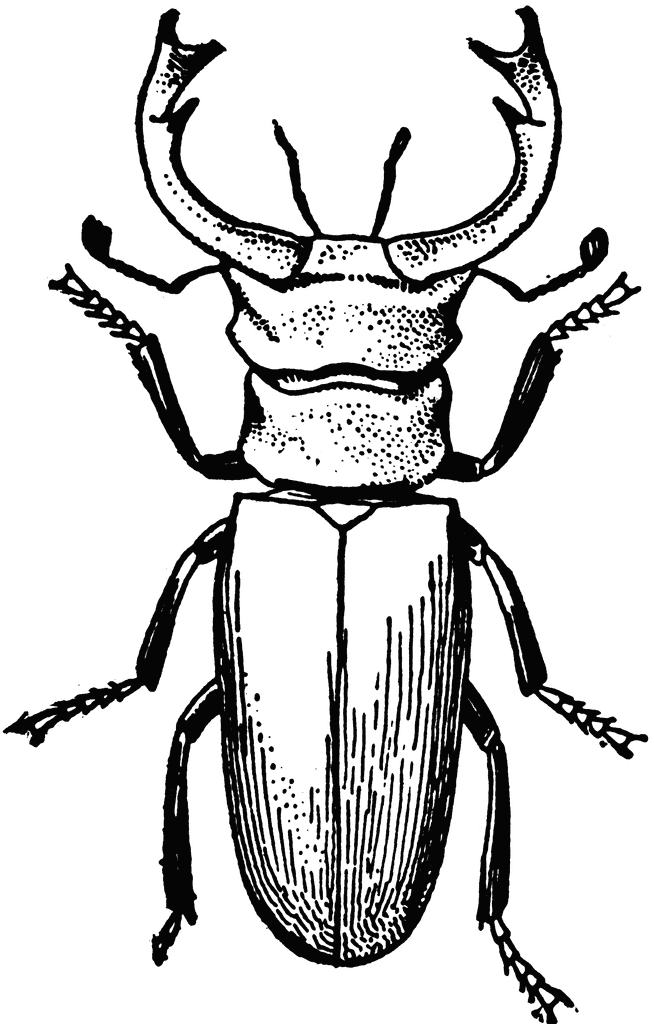 Stag Beetle clipart #10, Download drawings