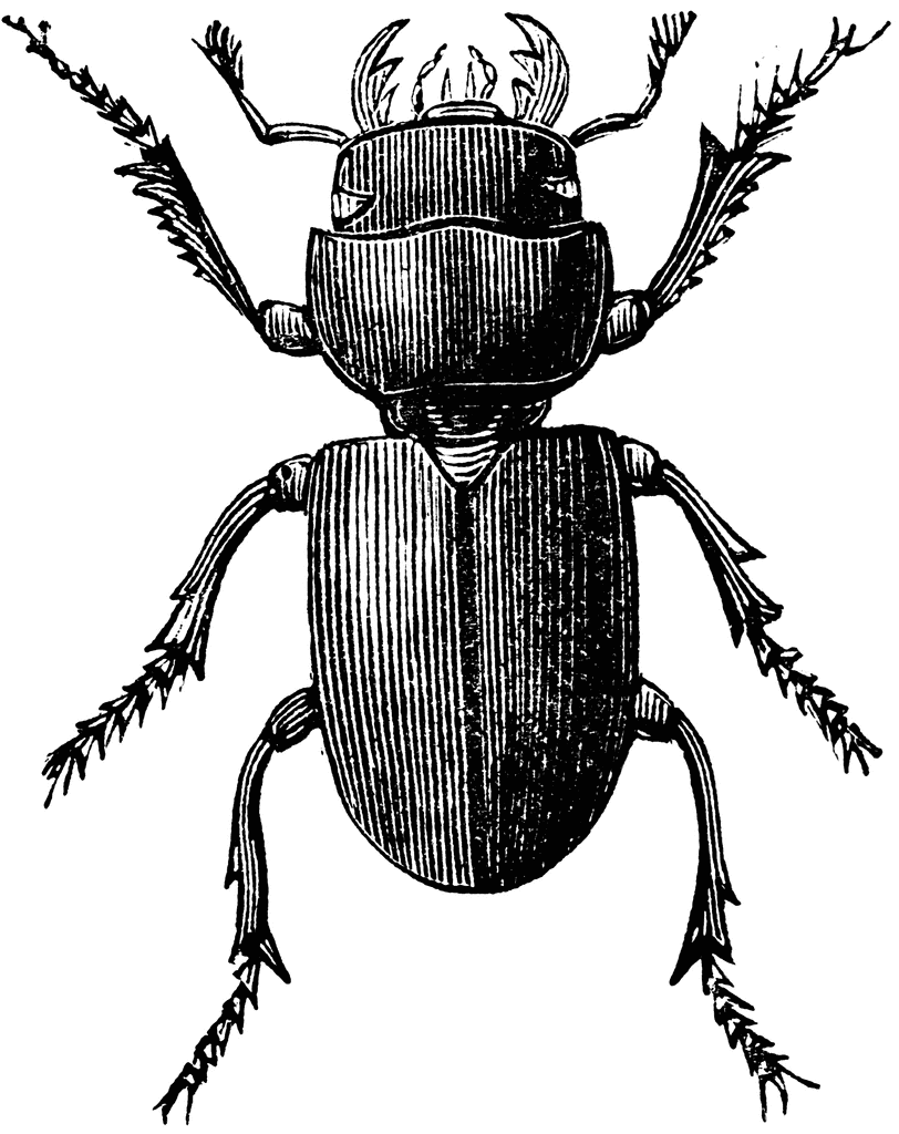 Stag Beetle clipart #3, Download drawings