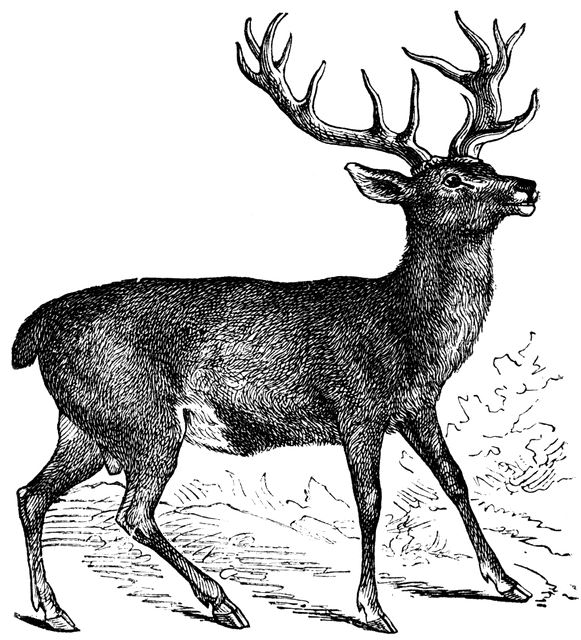 Stag clipart #7, Download drawings