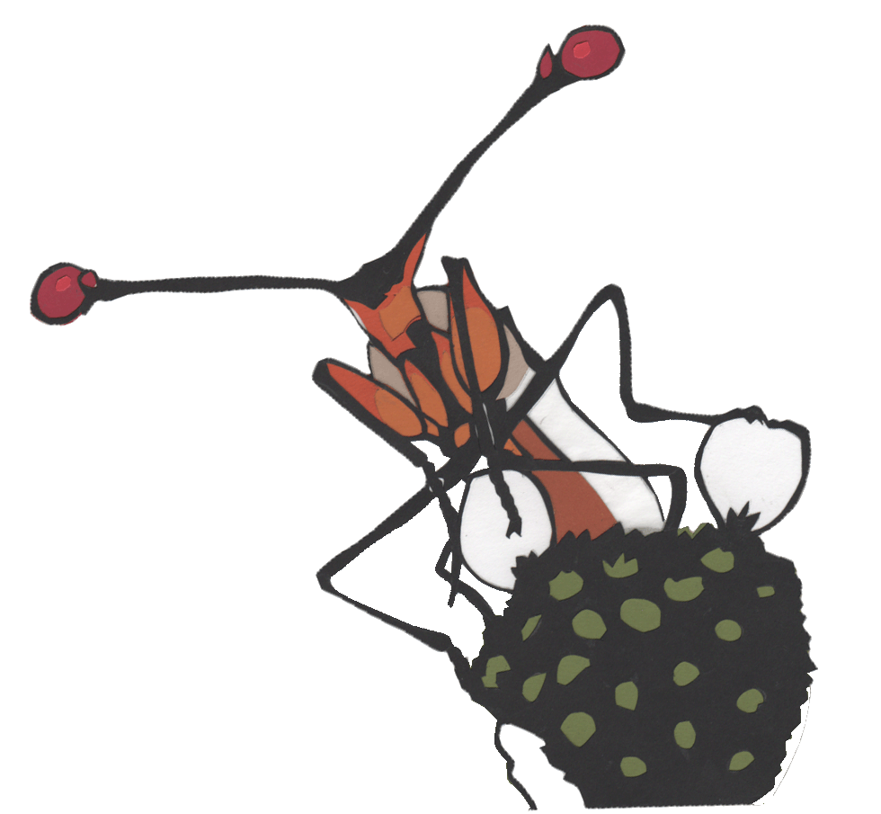 Stalk-eyed Fly clipart #19, Download drawings