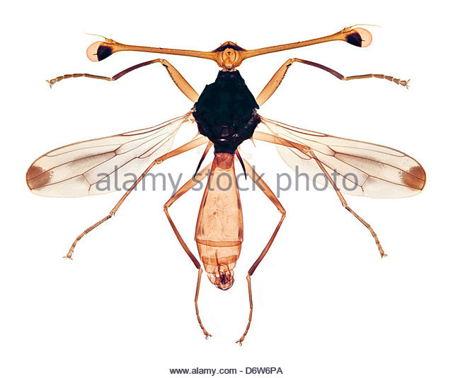 Stalk-eyed Fly coloring #5, Download drawings