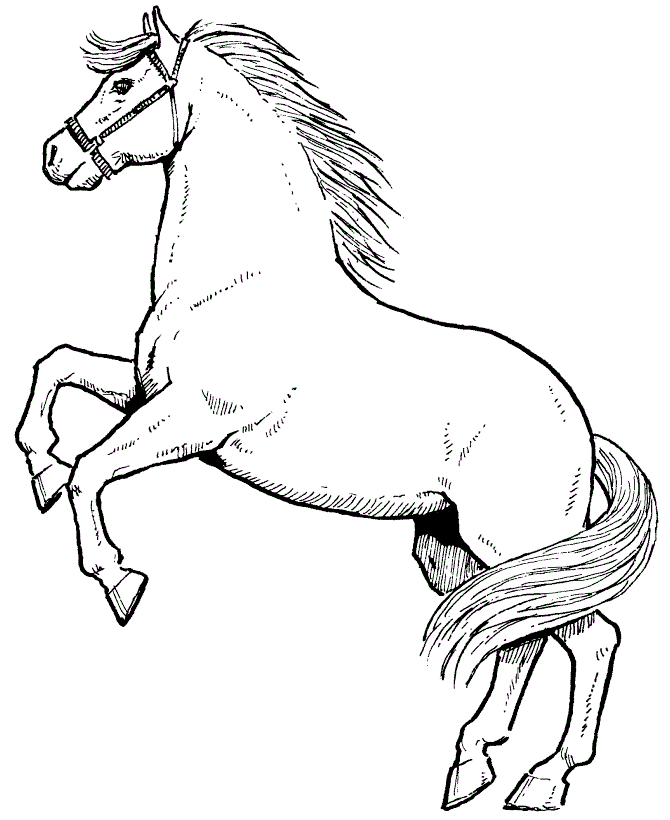 Stallion coloring #20, Download drawings