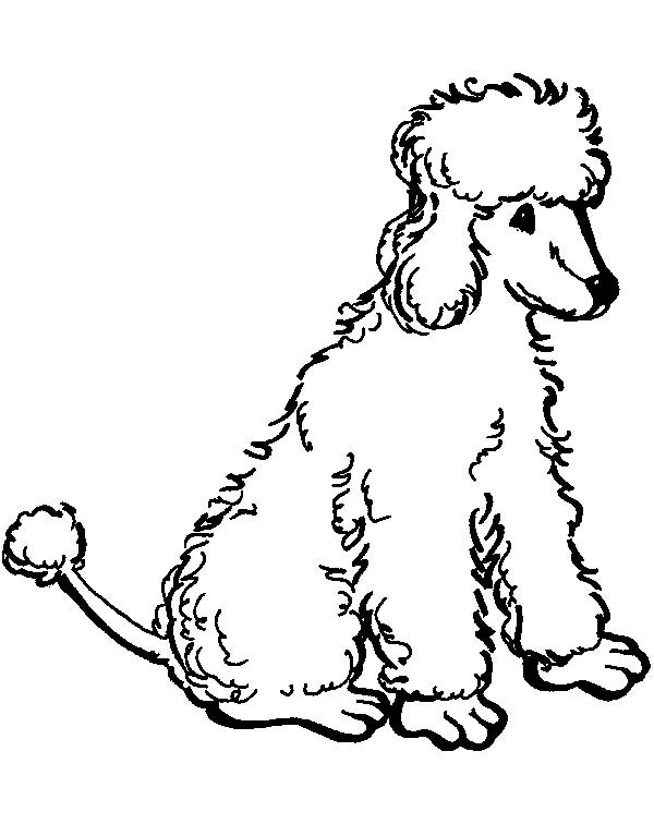Standard Poodle coloring #4, Download drawings