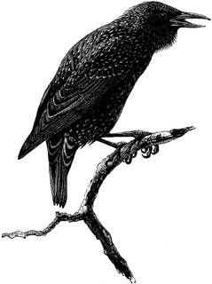 Starling clipart #7, Download drawings