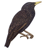 Starling clipart #2, Download drawings