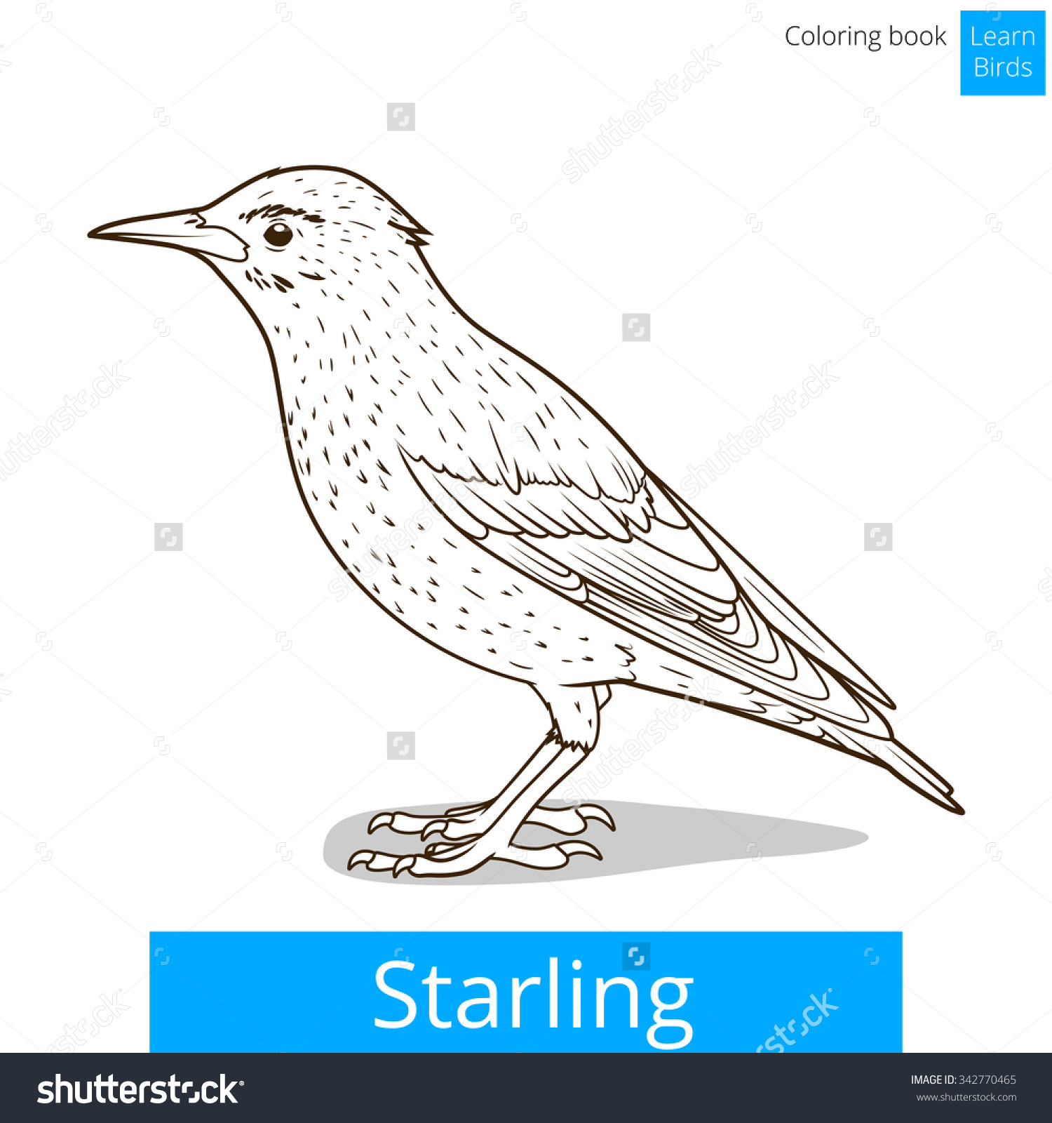 Starling coloring #8, Download drawings