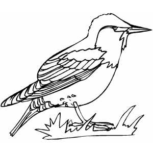 Starling coloring #20, Download drawings