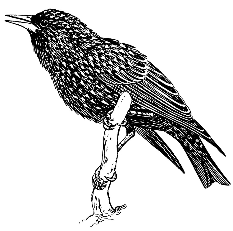 Starling coloring #9, Download drawings