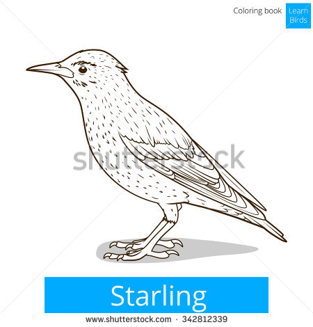 Starling coloring #18, Download drawings